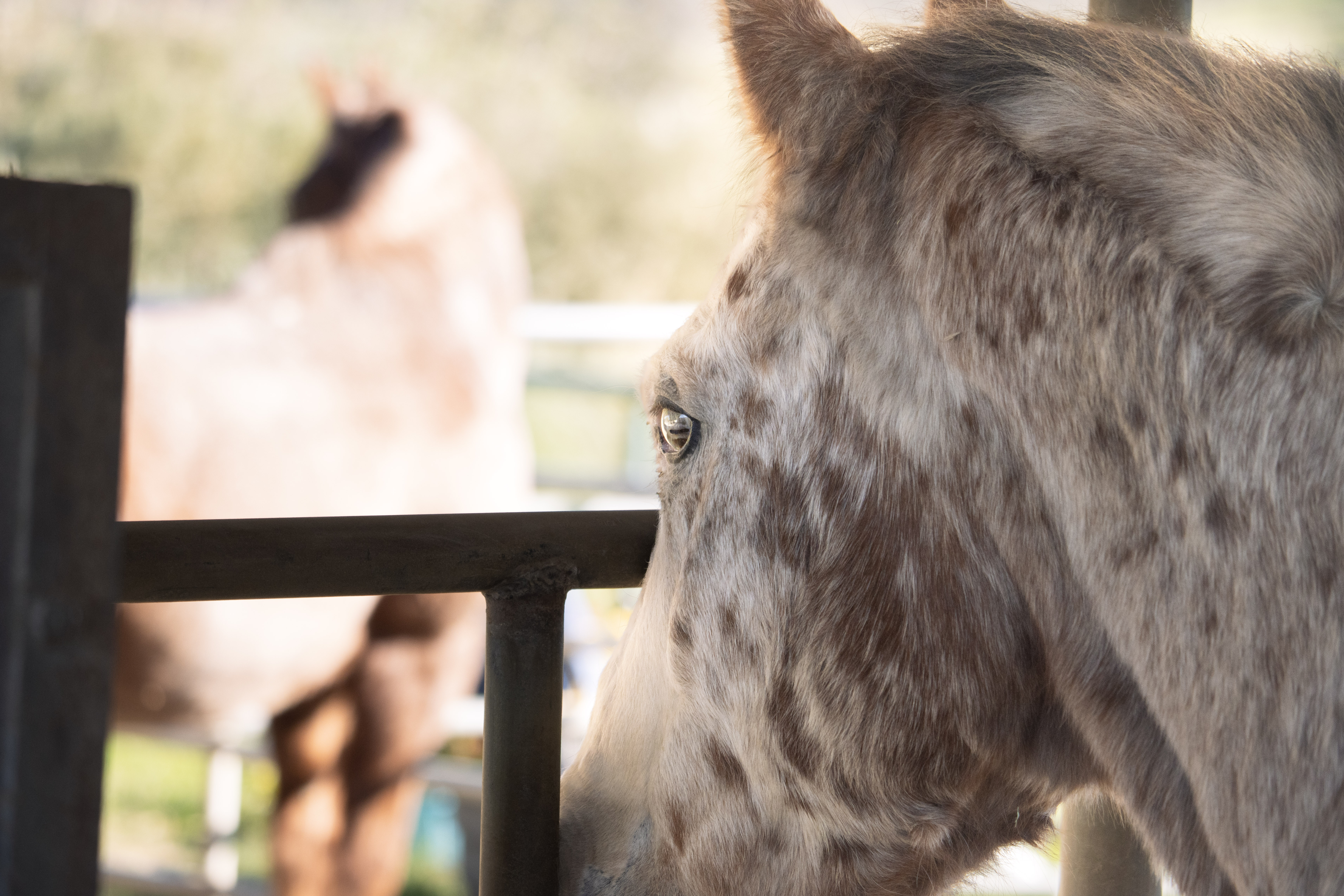 Wide view of horse and rider moving through open space at Potrero Ranch
